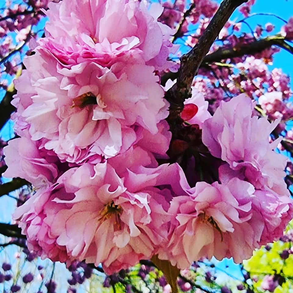 „Cherry Blossom“ in my garden