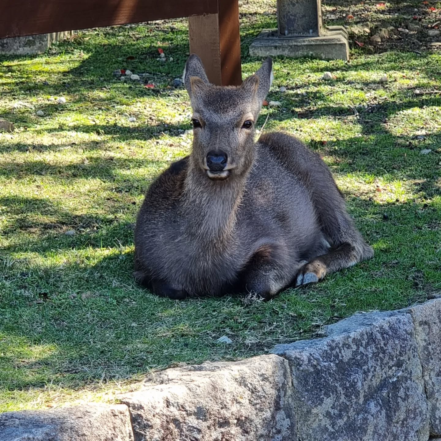Naras berühmte Rehe: Meine Begegnungen im Nara Park