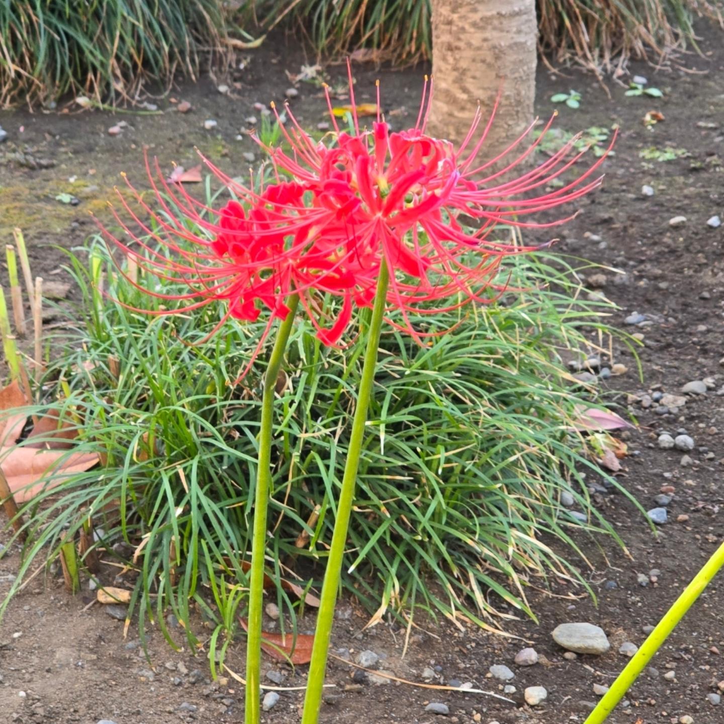 Rote Spinnenlilien in Japan: Higanbana und ihre besondere Bedeutung