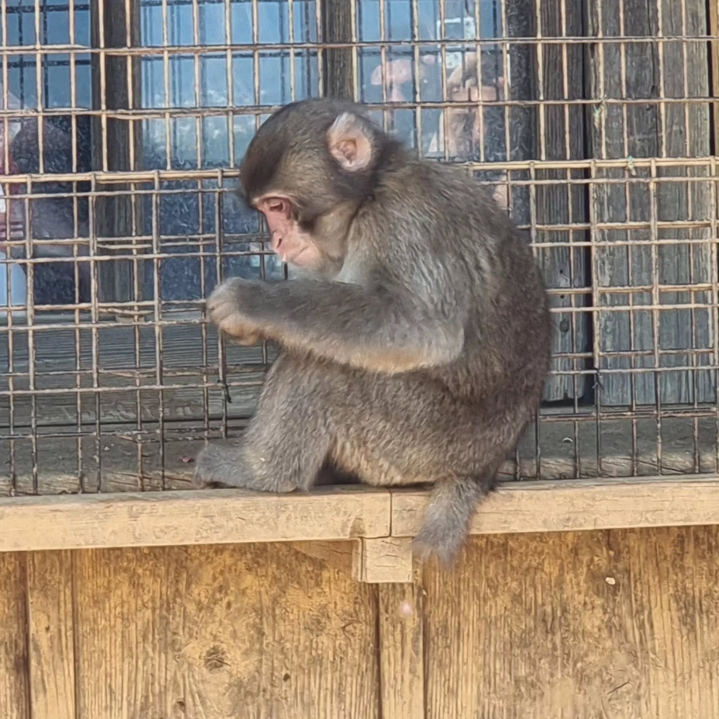 Arashiyama Monkey Park Iwatayama – Japanmakaken und Aussicht über Kyoto
